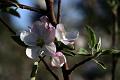 Apple blosom